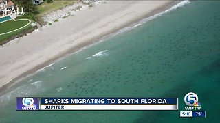Scientist says more sharks could migrate to South Florida waters in coming months