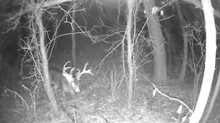 Nice Buck