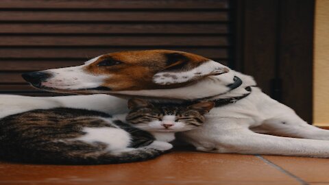 Funny cat playing with dog