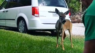 Key Deer Up Close and Personal!