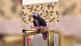 Einstein the parrot is crazy about grapes