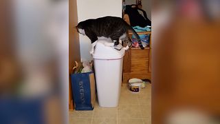 Hilarious Cat Falls Into The Trash