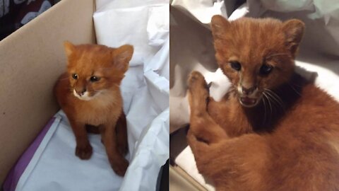 Young man discovers that kitten adopted in Argentina was a Wild Cougar 2021