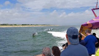 Dolphins surfing our waves in Virginia Beach