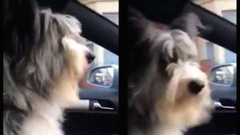 Dog Has The Sweetest Reaction When Going To See Nana