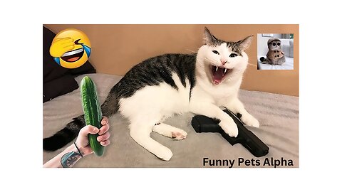 New funny animal videos😂😂😂/Cute cats reaction😻Funny cats and dogs videos🐕‍🦺🐈/Try not to laugh🤩