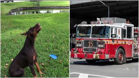 Il dialogo tra un cane e il camion dei pompieri