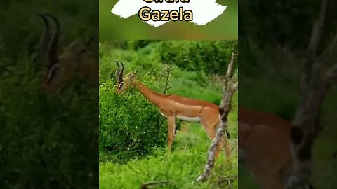 Um animal diferente (Girafa Gazela) #shortsvideo