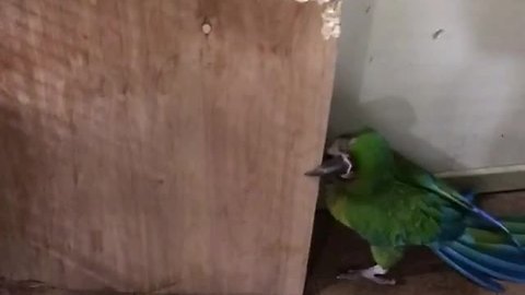 Clever parrot easily outsmarts his human