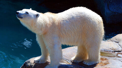The Life of a Baby Polar Bear