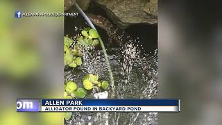 Baby alligator found in backyard pond in Allen Park