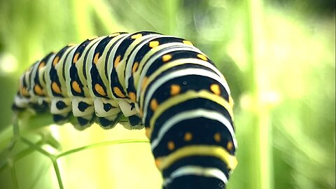 SWALLOWTAIL caterpillar MUNCHES away