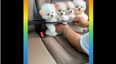 44_ Cute and Funny Dog Videos Compilation _#short