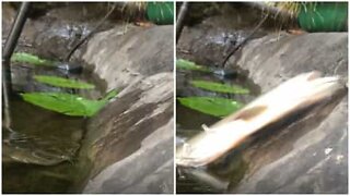 Fish leaps out of the water to catch a snack