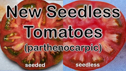 Seedless Tomato Miracle & The Magic of Parthenocarpy