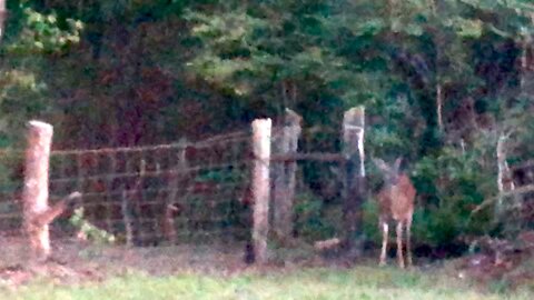 Deer Neighbor