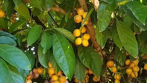 uva de árvore Mafai Uva Birmanesa ou Burmese Grape (Baccaurea ramiflora dióica) 80,00 reais 1 metro