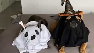 Les chiens les plus effrayants d'Halloween!