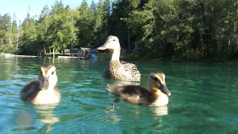 Ducks swimming submerged - completely clear water - close up Camera