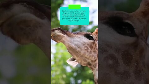 Find out how long is a giraffes tongue #shorts