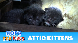 Tiny kittens born in an attic - their mom was watching closely as we pulled them one-by-one.