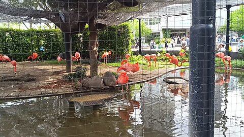 Flamingo at Ueno Zoo