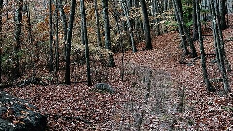 Rain over puddles on a forest path filled with autumn leaves