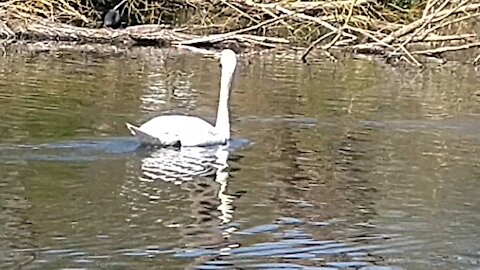 Swan And The Duckling.