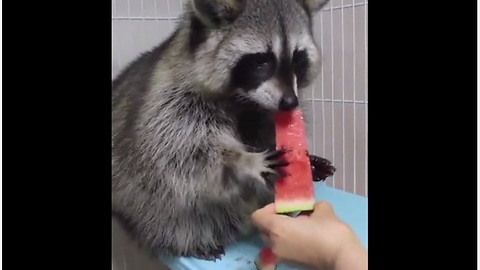 Cute raccoon snacks on juicy watermelon