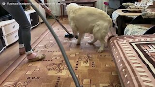 Ce golden retriever aime se faire passer... à l'aspirateur!