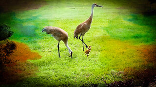 Cutest Baby Sandhill Crane Being Fed By Parents