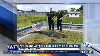 9-foot alligator attacks, kills 75-pound dog in Florida