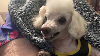 Poodle shows his teeth on command at toothbrushing time