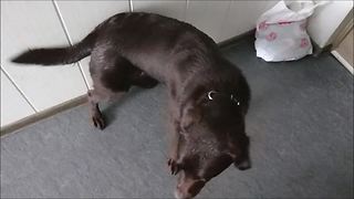 Dog goes completely bonkers after bath time