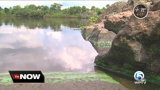 Algae at St. Lucie Estuary