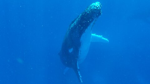 Gigantic humpback whale rises beside mesmerized swimmer in Tonga