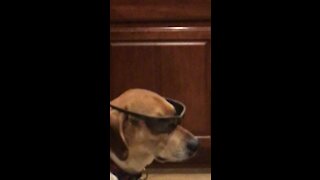 Dog wearing sunglasses