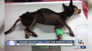 Humane Society dog looks for forever home