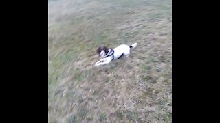 English Springer spaniel