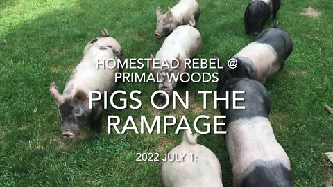 Pigs on the Rampage, Again