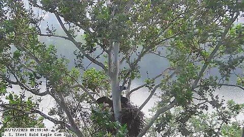 USS Bald Eagle Cam 2 7-17-23 @ 9:19:55 Great fly in by Irvin and Hop.
