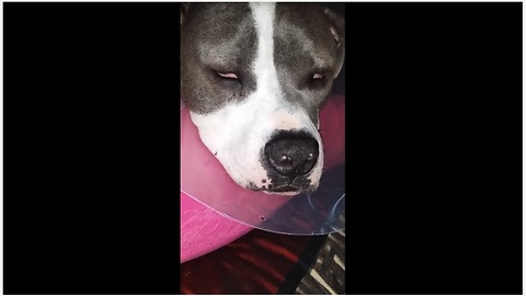 Pit Bull has extremely vivid nightmare