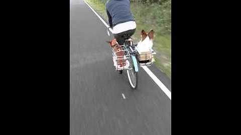 Obedient Dogs Sit In Custom Baskets During A Bike Ride