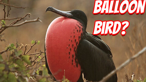 The Weird Magnificent Frigatebird!