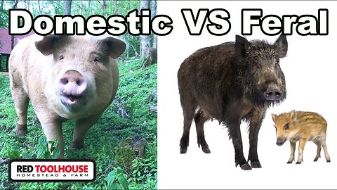 Are Pastured Pigs to Blame for Feral Pigs??