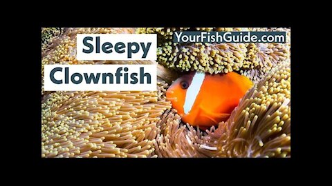 How Do Clownfish Sleep? ~ The SHOCK Results Will Be Surprising You!
