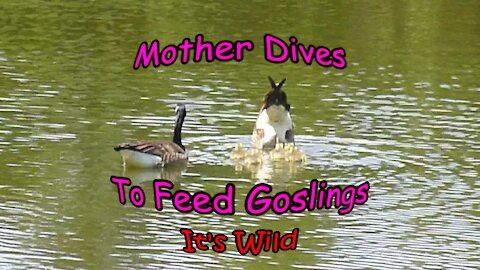 Mother Dives To Feed 5 Goslings