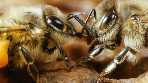 Comment les abeilles communiquent-elles ? @L'univers d'apiculture, The world of beekeeping