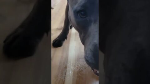 Young pitbull tries boiled egg for the first time...will she like it?
