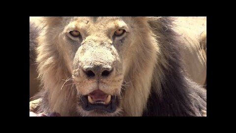 Lion feeding at Zimbabwe